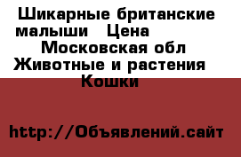 Шикарные британские малыши › Цена ­ 15 000 - Московская обл. Животные и растения » Кошки   